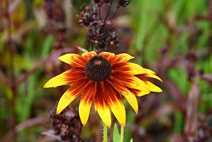 2025-07119498 Tower Hill Botanic Garden, MA